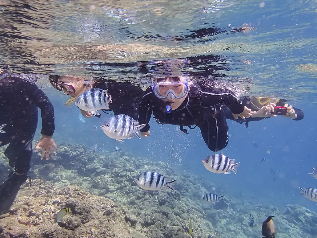 熱帯魚とウミガメの水中写真