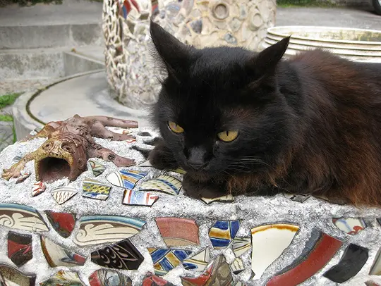 路地でくつろぐ猫