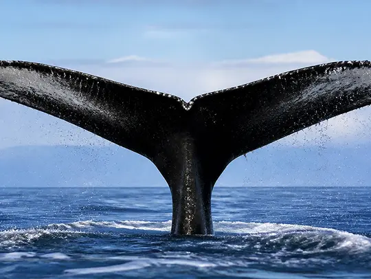 尾びれを立てて潜るクジラ